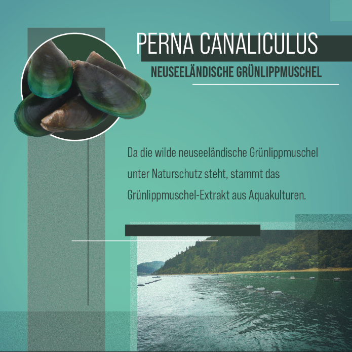 초록 홍합 밤 150ml