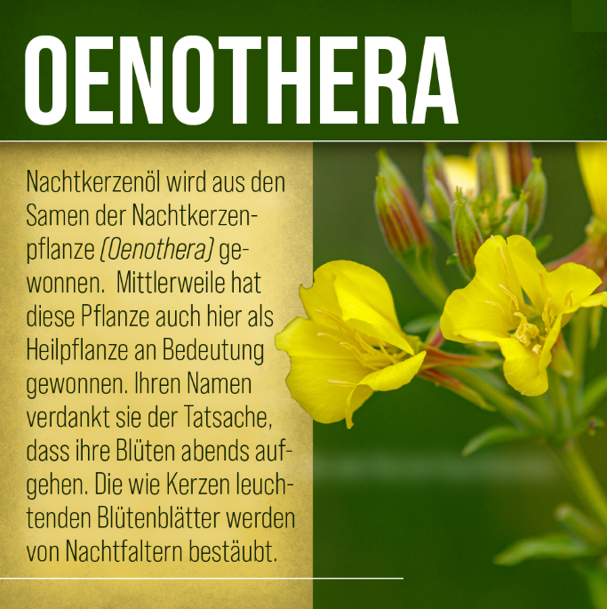 달맞이꽃 유 200캡슐